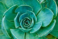 Peckover House is surrounded  by lovely walled gardens