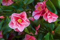 Garden flowers
