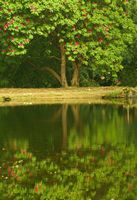American Pond