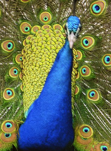 Peacock at Pencarrow
