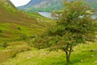 Crummock Water