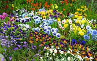 Cottage garden on Bradwell High Street
