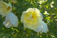Kiftsgate Gardens