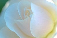 White rose at Painswick