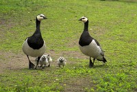 Barnacle Geese