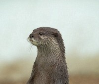 Asian otter