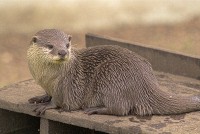Asian otter