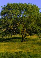 Bredon Hill