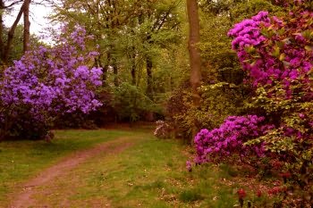 Ray Wood, Castle Howard