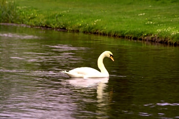 Swan of the Frog Pond, Castle Howard