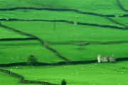 Fields at Reeth, Swaledale, Yorkshire Dales
