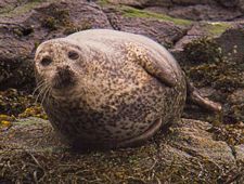Common Seal at Dunvegan