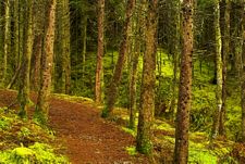 Portree forest walk