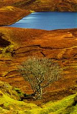 The quiraing, Trotternish, Skye