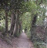 woodland walk