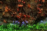 Flowers in the churchyard